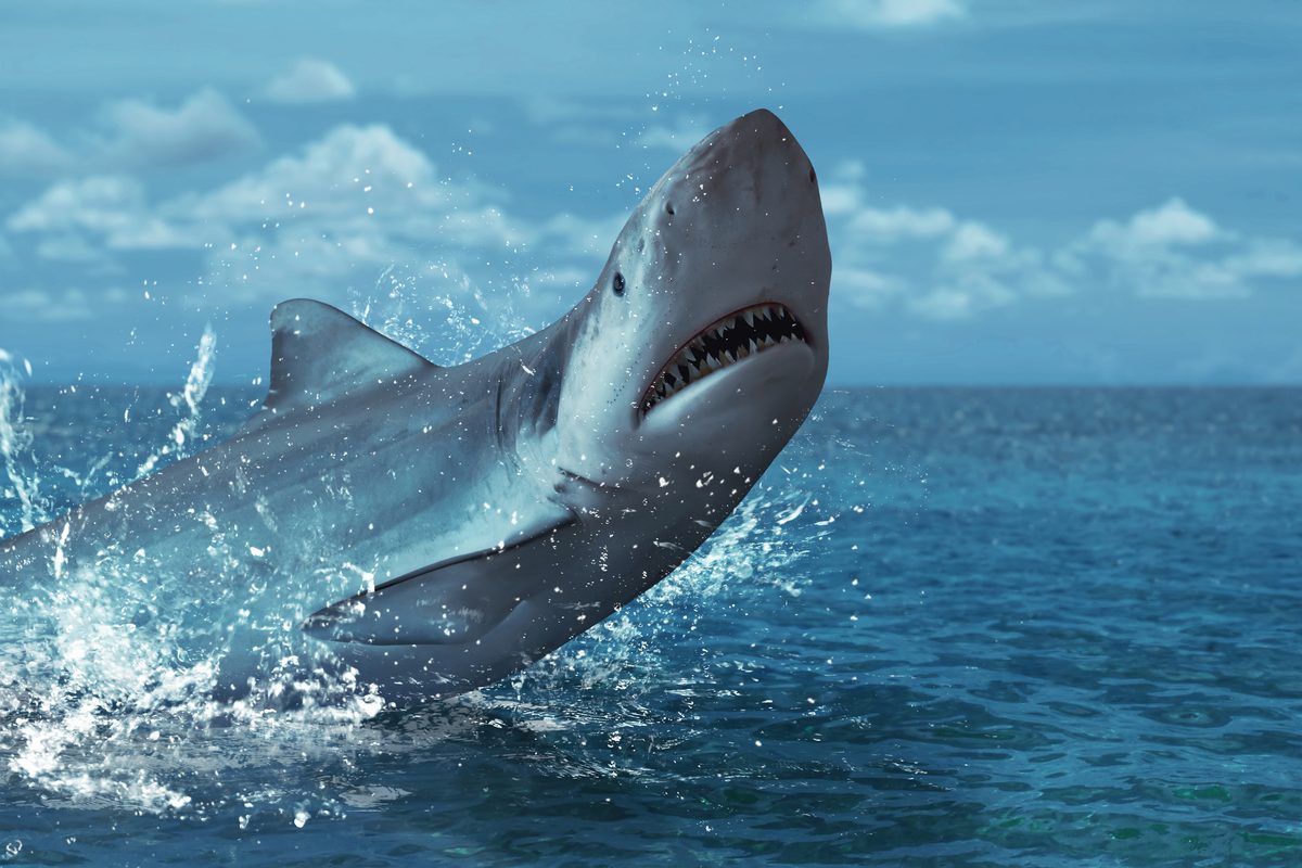 Great white shark jumping out in water splash