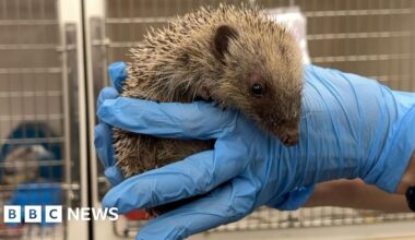 Watch: Record number of hedgehogs in need of help - BBC