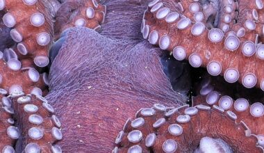 An octopus rests on the seafloor 1150 meters deep, in the Bellingshausen Sea off Antarctica