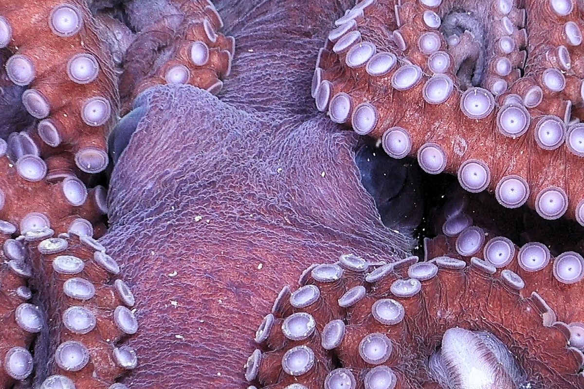An octopus rests on the seafloor 1150 meters deep, in the Bellingshausen Sea off Antarctica