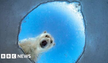 Wildlife Photographer of the Year 2026 – the best pictures so far