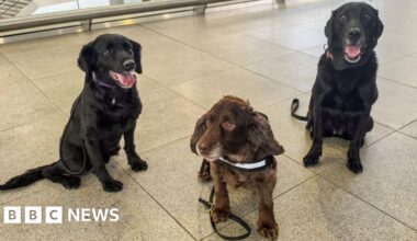 Paws on patrol at London Waterloo for first time - BBC