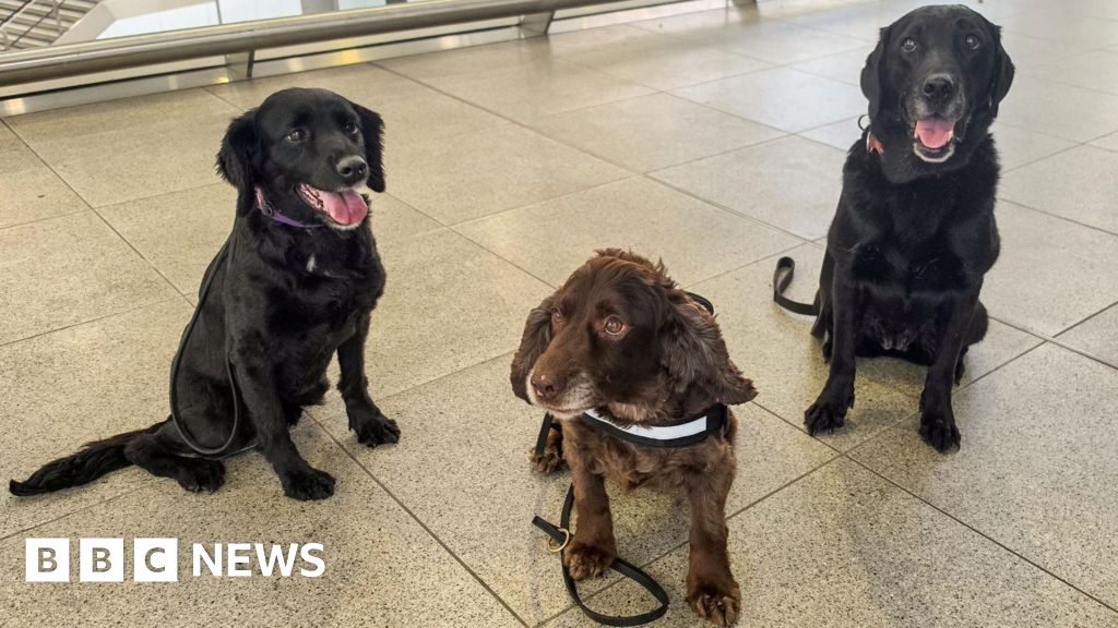 Paws on patrol at London Waterloo for first time - BBC