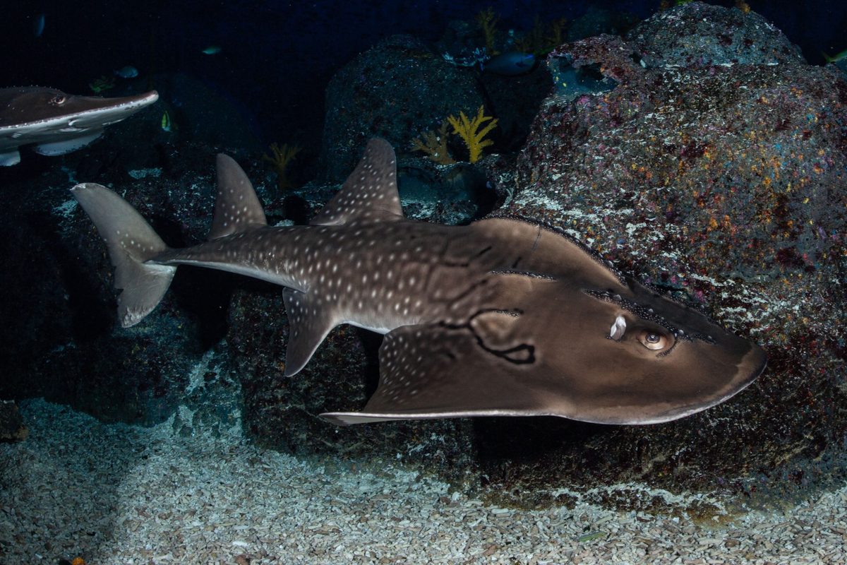 Bowmouth guitarfish (Rhina ancylostomus)
