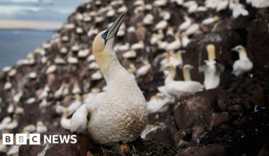 Scottish islanders refused permission to stage annual guga hunt - BBC