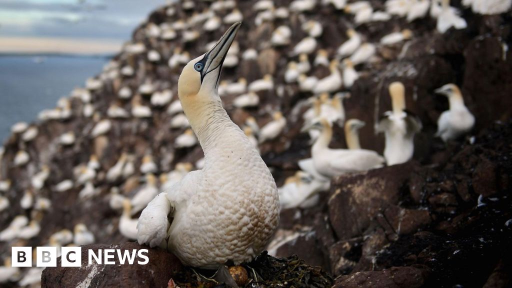 Scottish islanders refused permission to stage annual guga hunt - BBC
