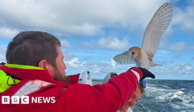 Barn Owl rescued off the Norfolk coast after collapsing onto boat - BBC