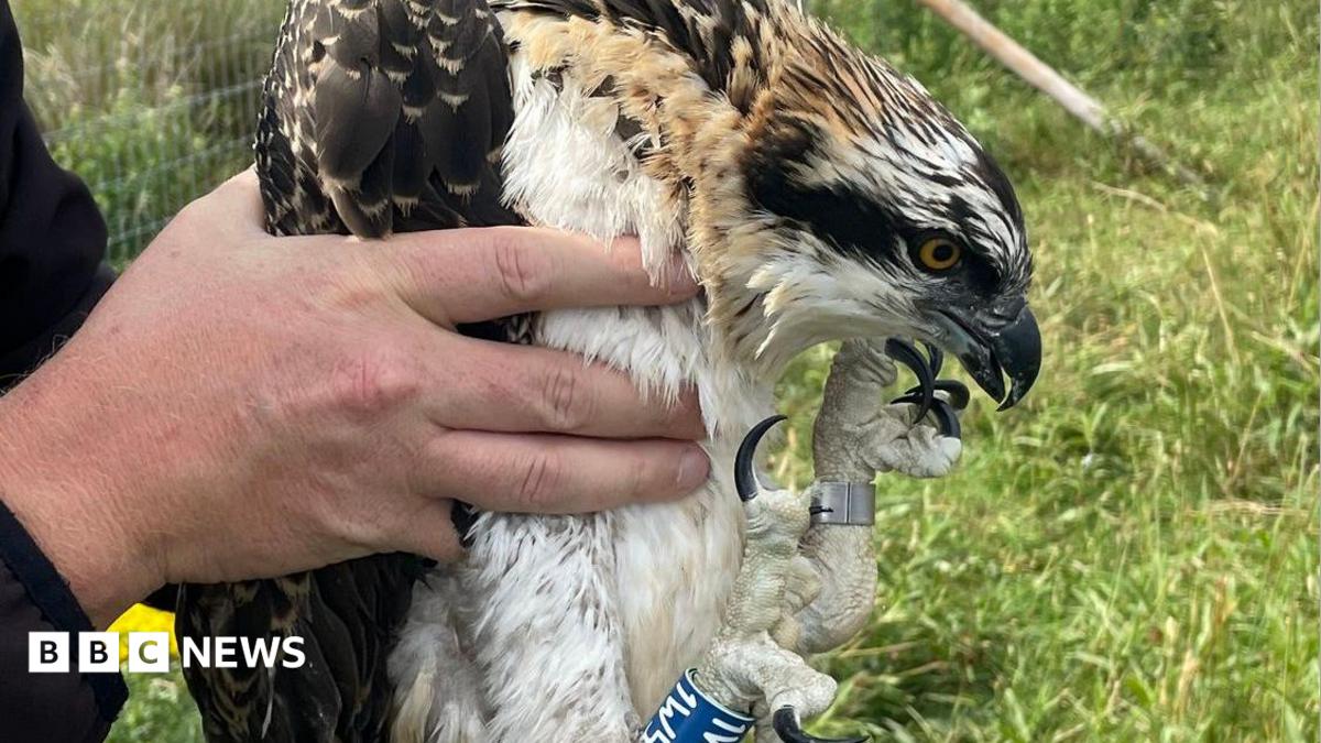 One of the ospreys being held in the hands of a man. Its head is bowed forward and its long, black talons are next to its face and scrunched together. It has a silver metal ring on its left leg and a blue ring on its right leg with some white unreadable letters on it. Its eye is orange and black and its feathers are brown, white and black. Behind the bird is a patch of long grass, with a metal fence to the left.
