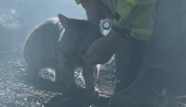 Wildfires, wombats and wake-up calls – what to read, rethink and act on this week