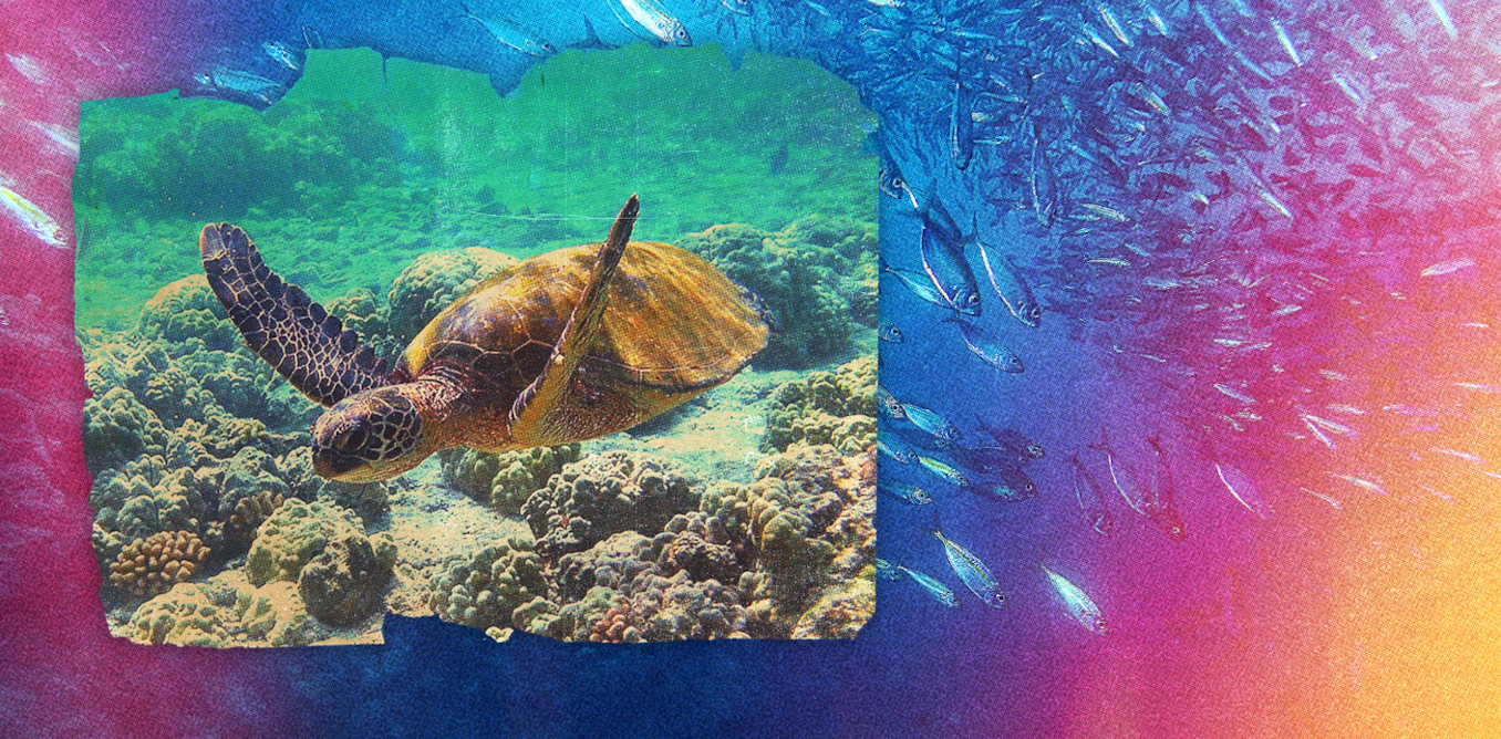 Marine heatwaves are cooking our ocean ecosystems – and will only become more common
