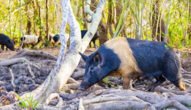 Controlling wild pigs can work if it’s a group effort