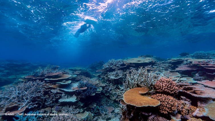 A marine scientist conducts a manta tow and surveys coral reefs.