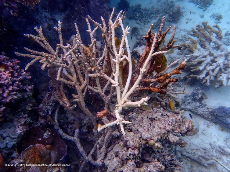 A close-up view of a coral that has low-level bleaching, shown by its white colouring.