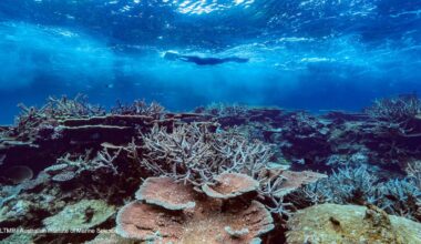 Reef relief: how a late summer monsoon helped cool the Great Barrier Reef at just the right time