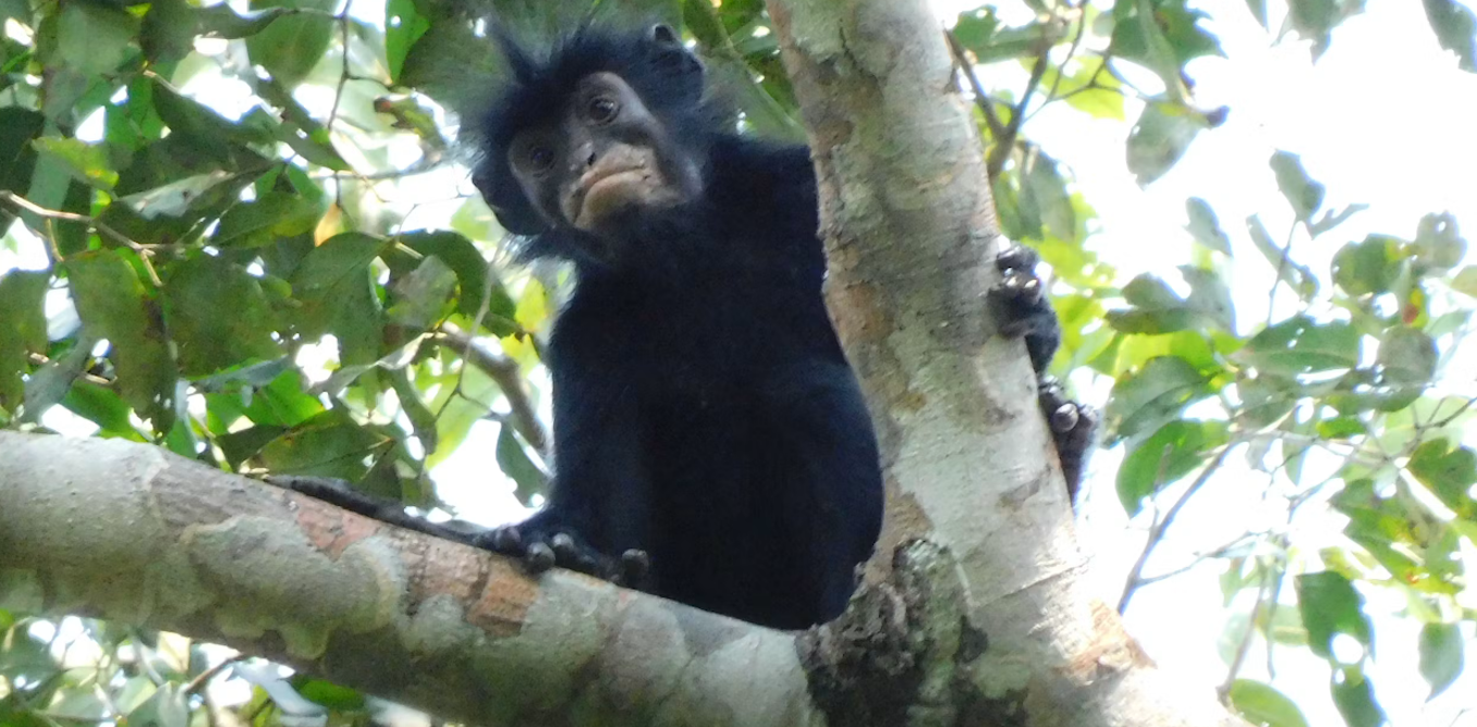 Orange lips and roaring calls: meet the DRC’s shy new rainforest monkey