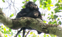 An adult and baby monkey with orange lips sitting on a high branch in a rainforest.