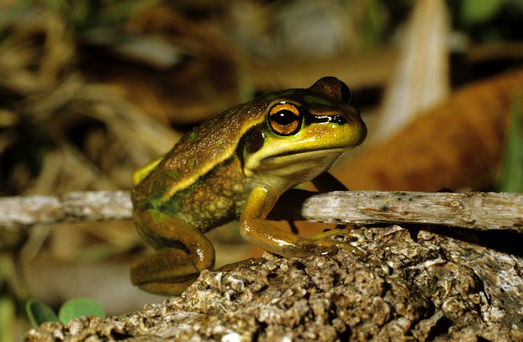 green and golden frog perched on a twig.