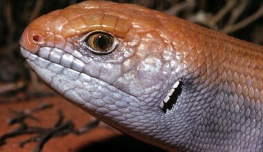 Safe havens protect Australian mammals from invasive predators. Why aren’t they working for other animal groups?