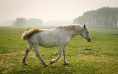 a white horse in a field with smoke in the air