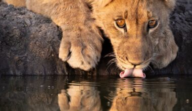 Are zoos ready for the changing climate?