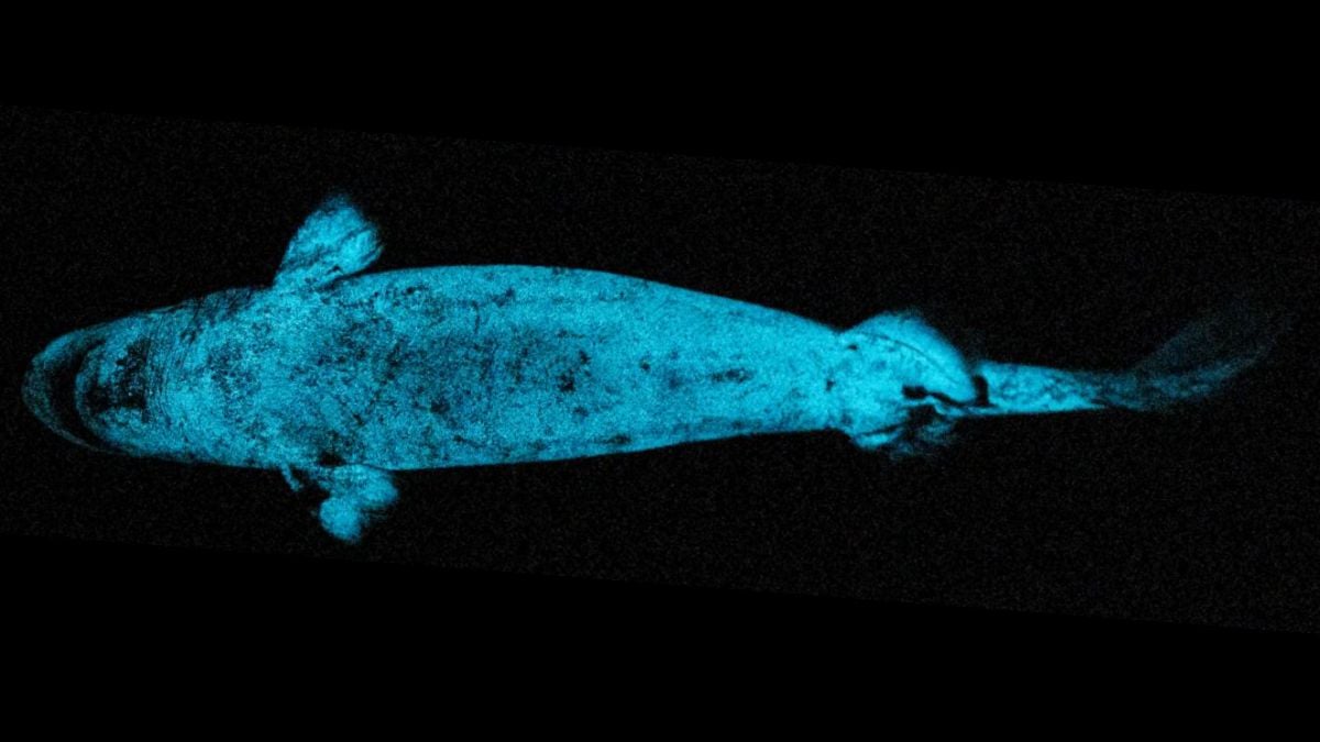 Glowing Sharks Appear to Use Their Shine as 'Headlights' to Hunt Prey : ScienceAlert