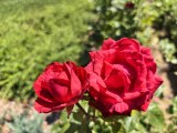 Daylight samples, main camera (1x), Pro mode: f/1.4 - 24mm, f/1.4, ISO 50, 1/3185s (4096x3072px) - Huawei Pura 90s Pro Max review
