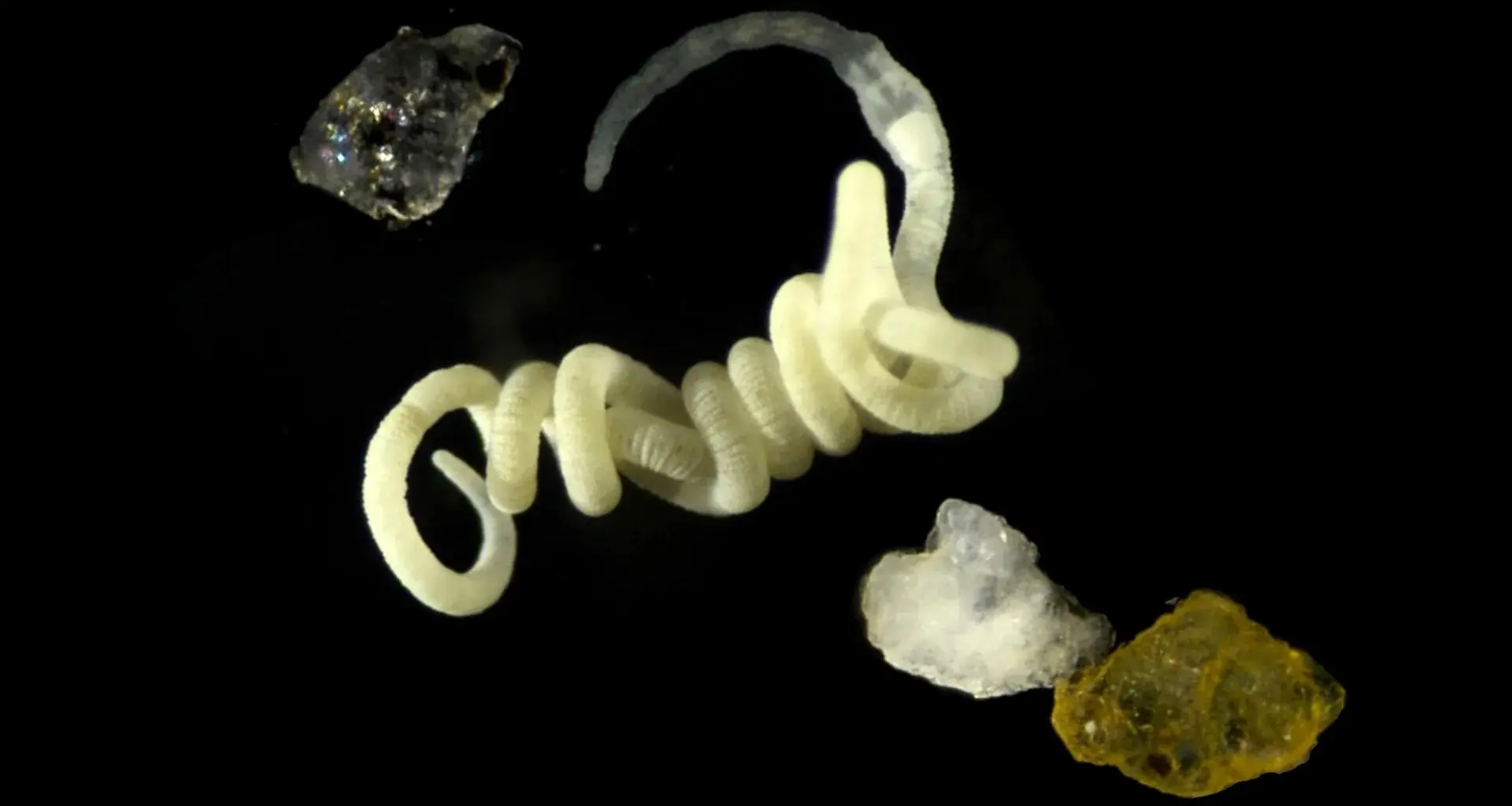 Animals have been eating nature’s original bioplastic for millions of years