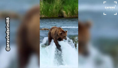 Massive Brown Bear Makes Incredible Mid-Air Catch During Salmon Run