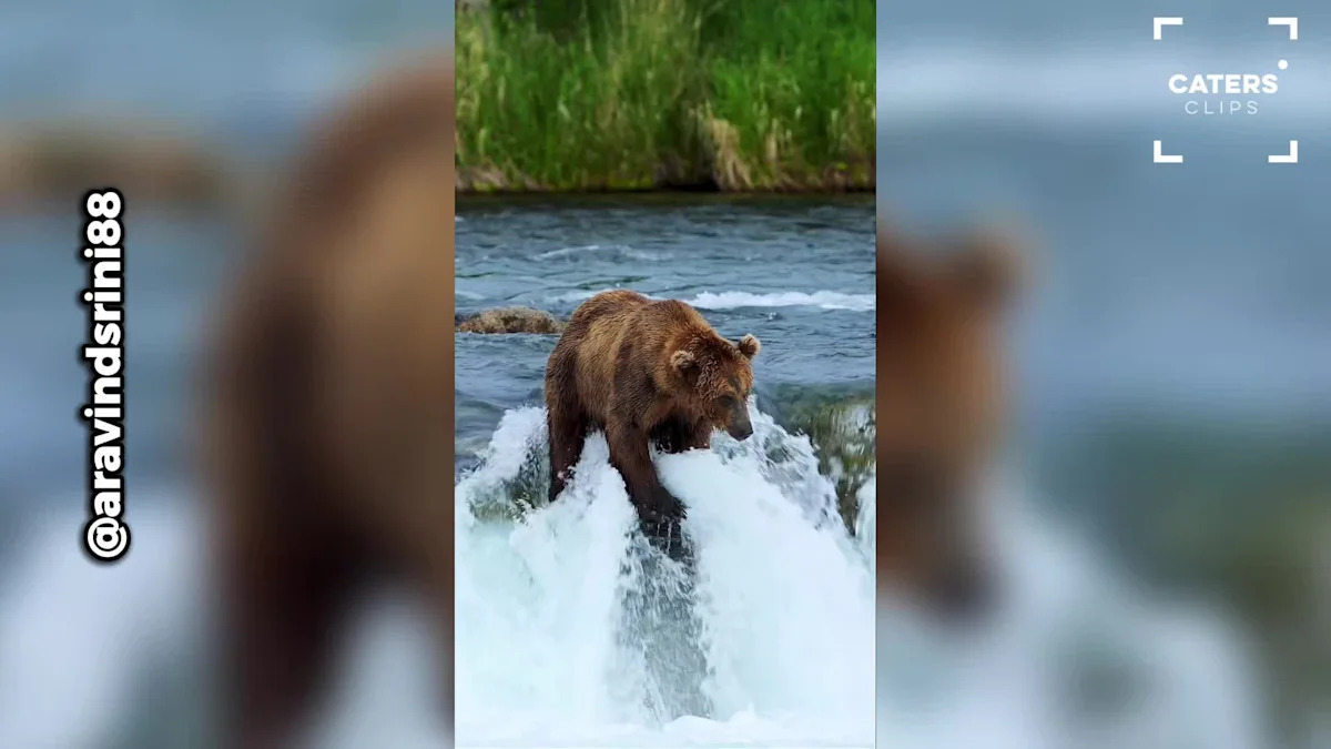 Massive Brown Bear Makes Incredible Mid-Air Catch During Salmon Run