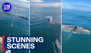 Watch 9News Latest Stories - Season 2026 - Rare mammal circles fisherman's boat in 'surreal' encounter - 9Now