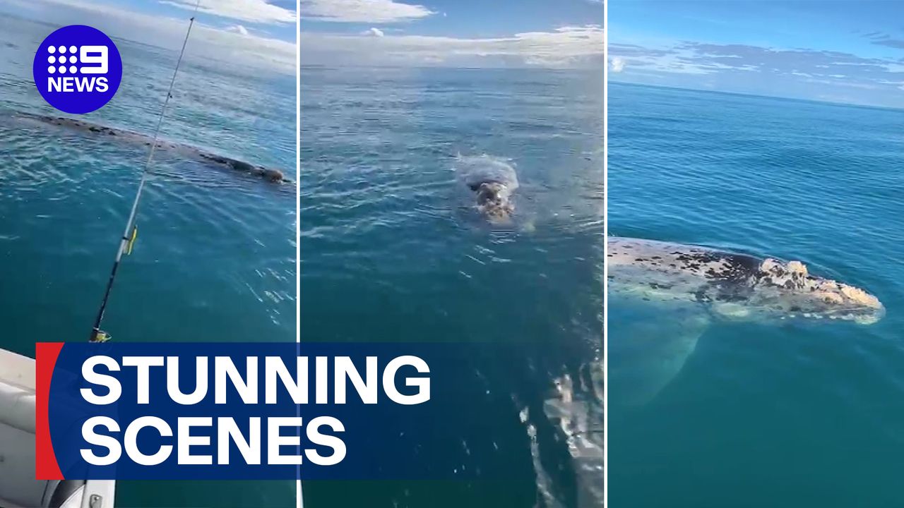 Watch 9News Latest Stories - Season 2026 - Rare mammal circles fisherman's boat in 'surreal' encounter - 9Now