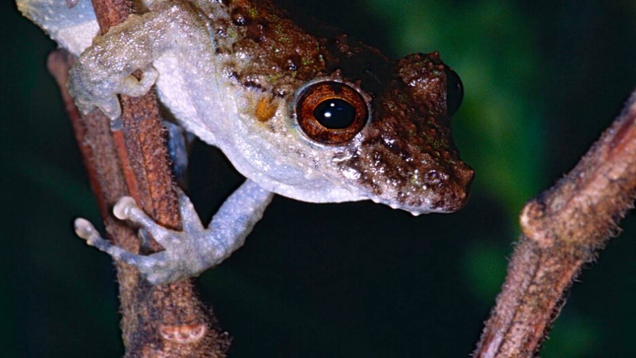 A tree frog perched on a branch in the Galápagos Islands. Credits - Wikimedia Commons image (1)