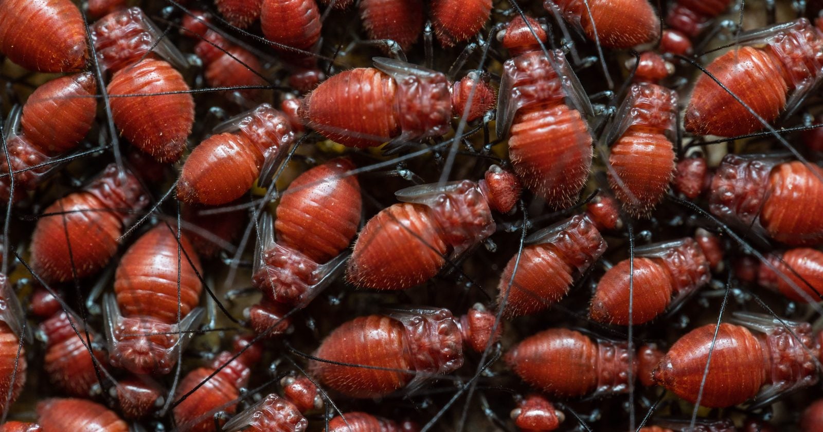 There are an estimated 10 quintillion individual insects alive on Earth at any given moment, according to the Smithsonian Institution — roughly 1.2 billion insects for every person alive today.