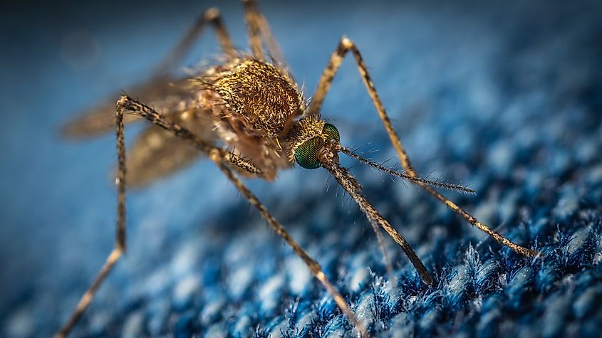 A close-up of a mosquito.