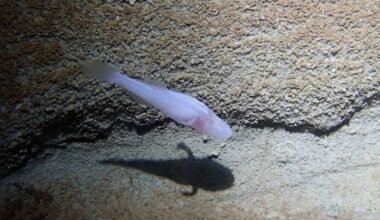 Rare demon cavefish discovered in Alabama