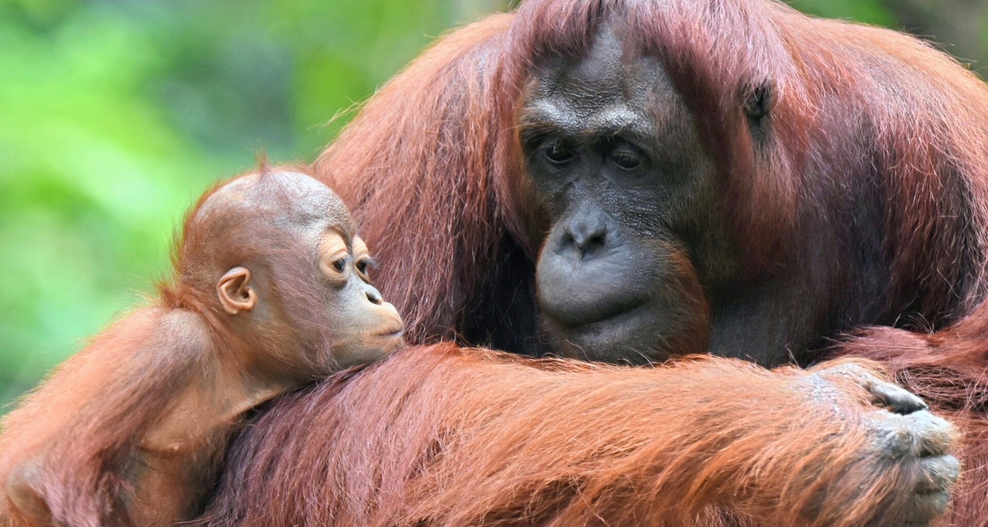 Orangutan mothers plan playdates for their babies, study finds