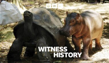 Witness History, The tortoise and the hippo