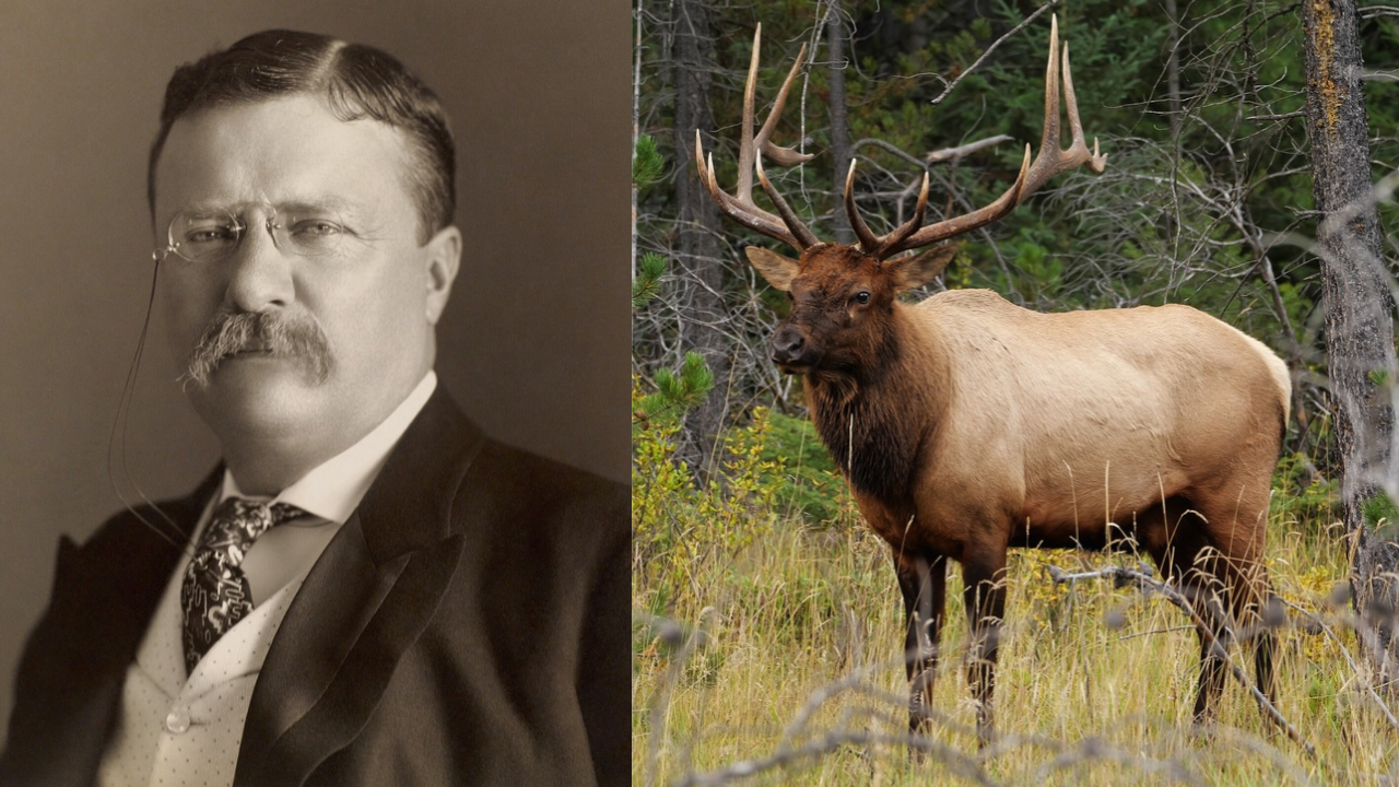 A small group of American wapiti, known in the United States as elk, was sent to New Zealand as a gift from President Theodore Roosevelt in 1905 | Wikimedia Commons roosevelt