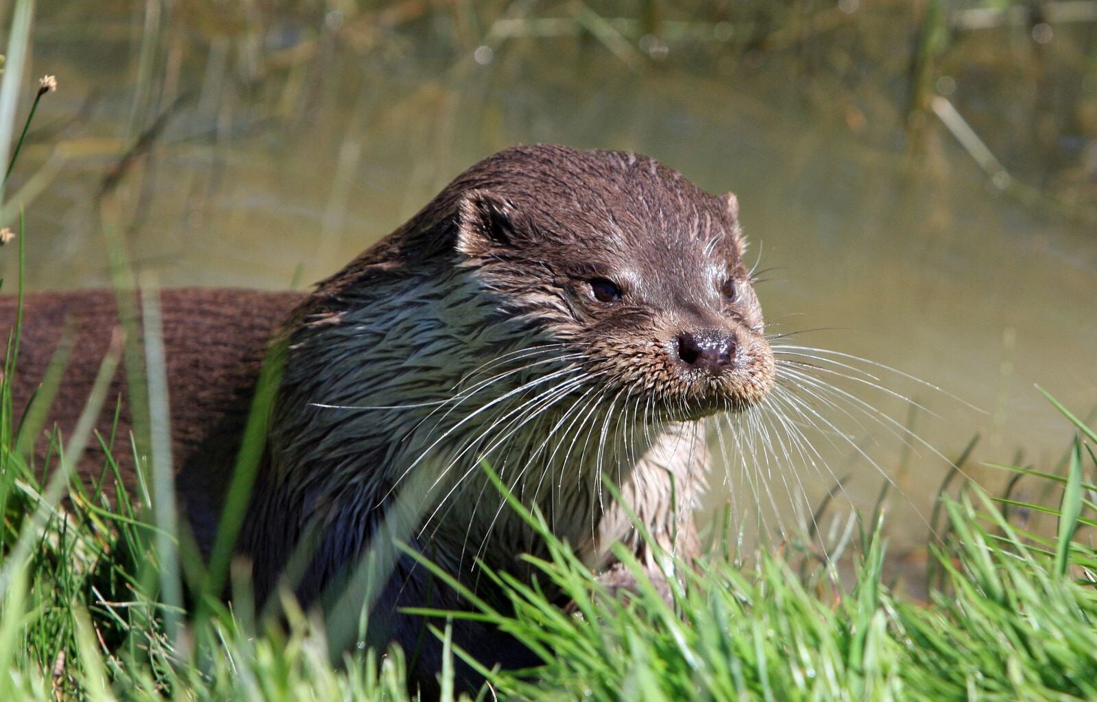 Sea otters have the densest fur of any mammal on Earth, up to one million hairs per square inch, because unlike whales and seals they carry no insulating blubber and would freeze to death in the North Pacific without a coat that traps a layer of air against their skin
