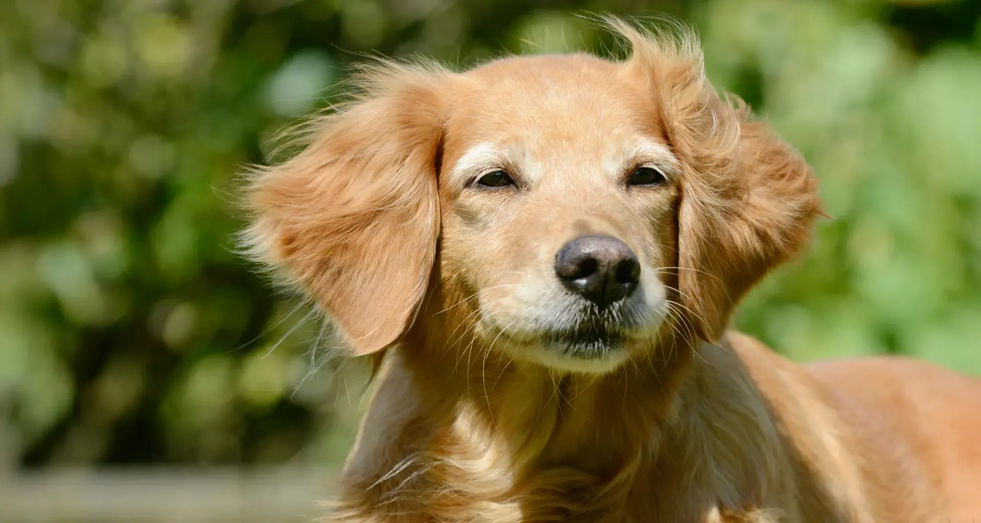 Dogs may hold surprising clues to human longevity