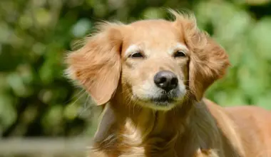Dogs may hold surprising clues to human longevity