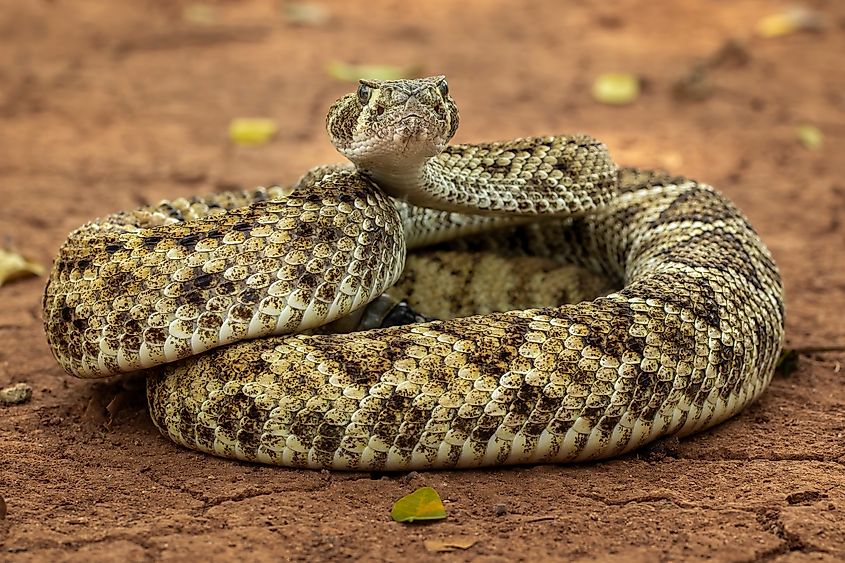 A western diamondback rattlesnake coiled on dry ground.