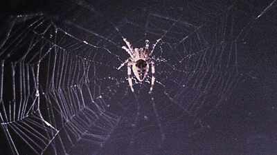 In 1973, NASA sent two spiders into space to test web-building without gravity: How Arabella and Anita learned, adapted, and spun complete webs in orbit