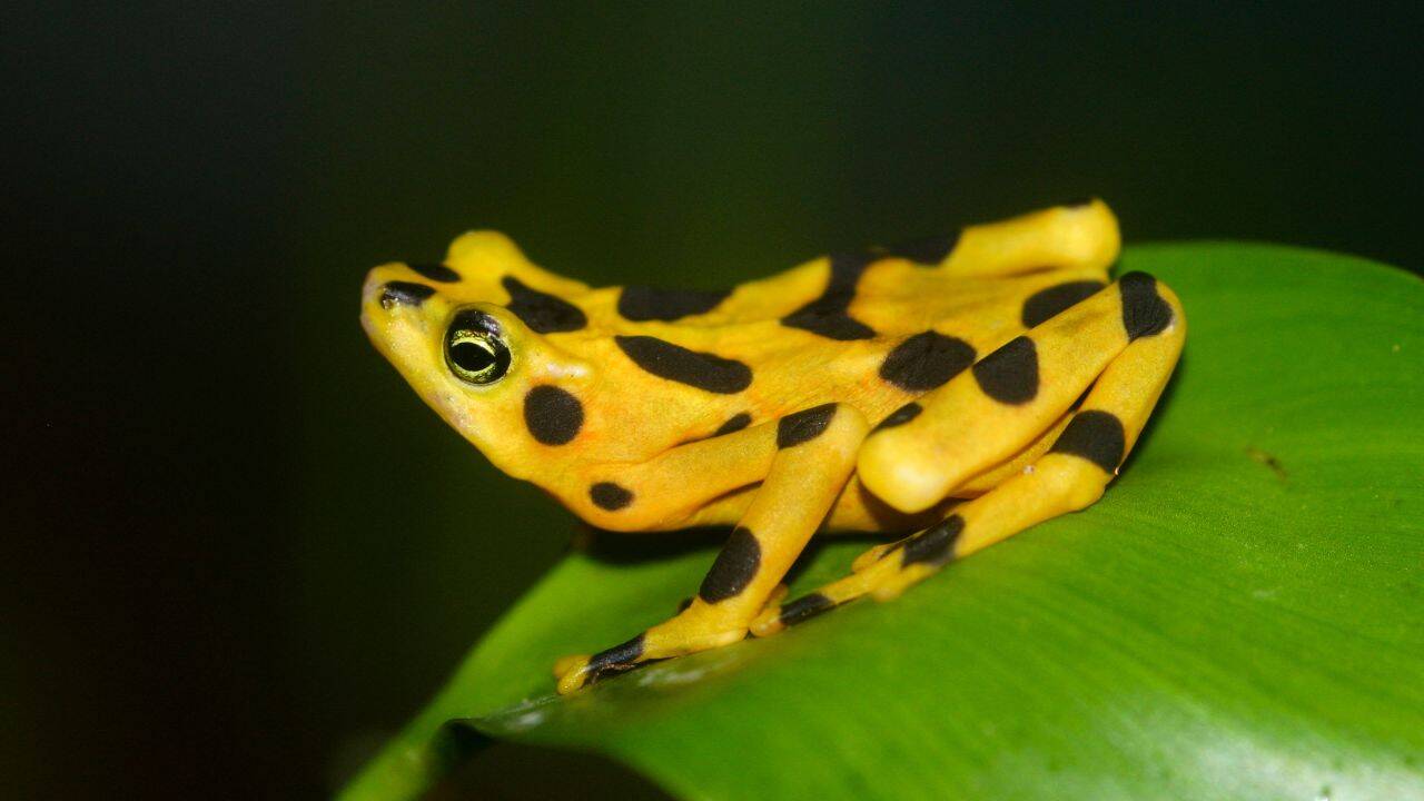 Image Credit: Brian Gratwicke What makes the poison of these harlequin frogs so unique