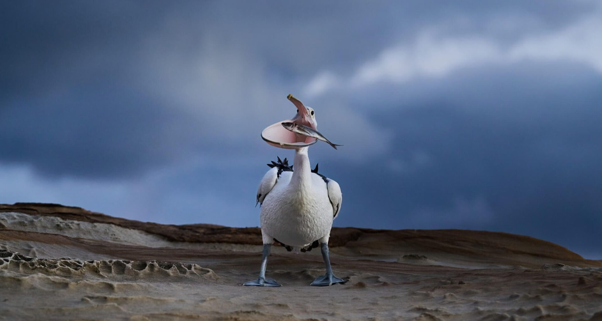 Photo of hungry pelican snapped in the act at 1/1,400 sec with a Nikon Z9 gets major awards recognition