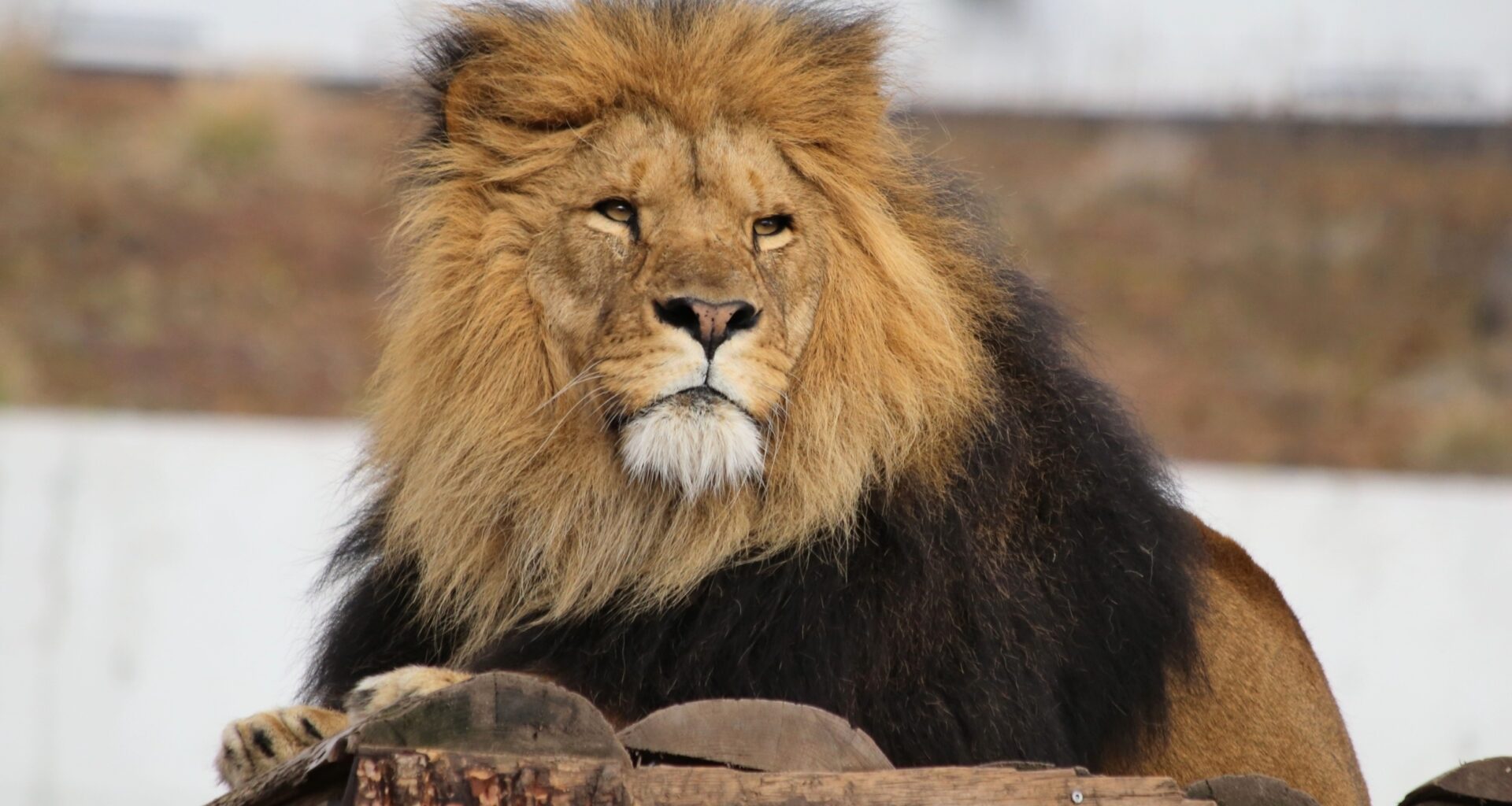 Whole prey feeding helps zoo lions follow their natural rhythms