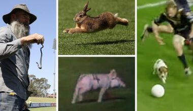 When animals invade: Five memorable animal encounters at the footy
