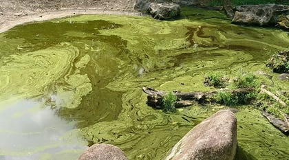 Blue-green algae, also called cyanobacteria. Climate change is warming the Mediterranean faster than the oceans. Credit: Cheng Wei/Shutterstock Blue-green algae, also called cyanobacteria. Climate change is warming the Mediterranean faster than the oceans.