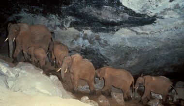 “Once they descend into the cave, they trudge 150m in the pitch black, feeling around with their trunks.” 9 weird animals found in caves
