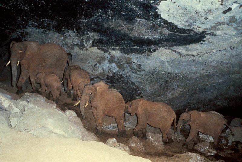 “Once they descend into the cave, they trudge 150m in the pitch black, feeling around with their trunks.” 9 weird animals found in caves